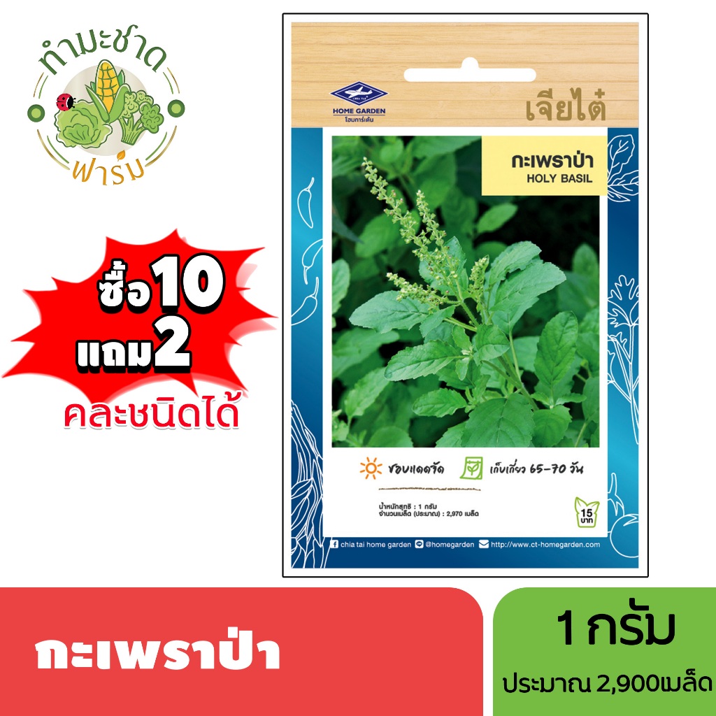 เจียไต๋ (ซื้อ10แถม2) เมล็ดพันธุ์ กะเพราป่า ขนาด1กรัม ประมาณ2,970เมล็ด Holy Basil กะเพรา เมล็ดพันธุ์พืช เมล็ดผัก ปลูกผักส
