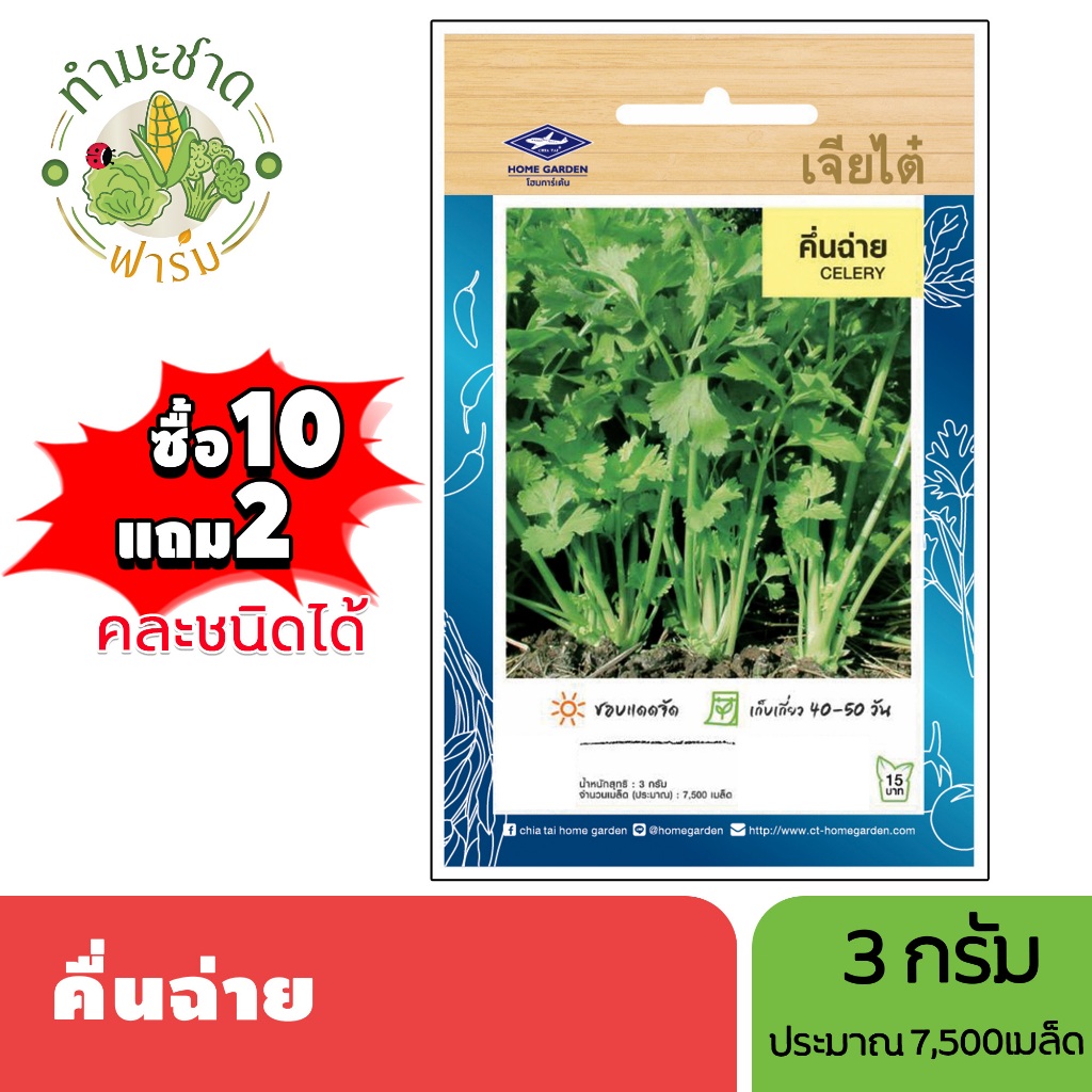 เจียไต๋ (ซื้อ10แถม2) เมล็ดพันธุ์ คึ่นฉ่าย ขนาด3กรัม ประมาณ7,500เมล็ด Celery ขึ้นฉ่าย คึ่นช่าย ขึ้นช่