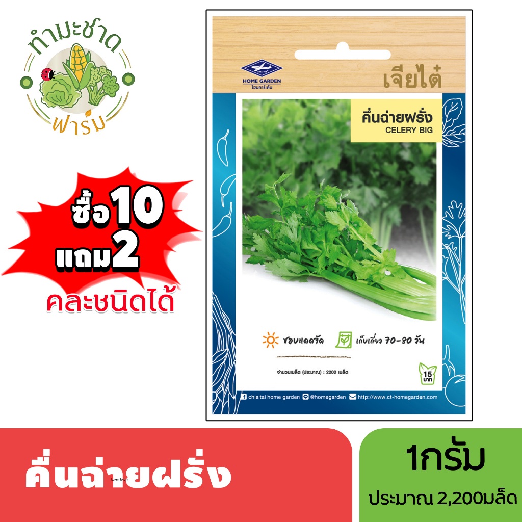 เจียไต๋ (ซื้อ10แถม2) เมล็ดพันธุ์ คึ่นฉ่ายฝรั่ง ขนาด1กรัม ประมาณ2200เมล็ด Celery ขึ้นฉ่าย คึ่นช่าย ขึ้นช่าย คื่นฉ่าย คื่น