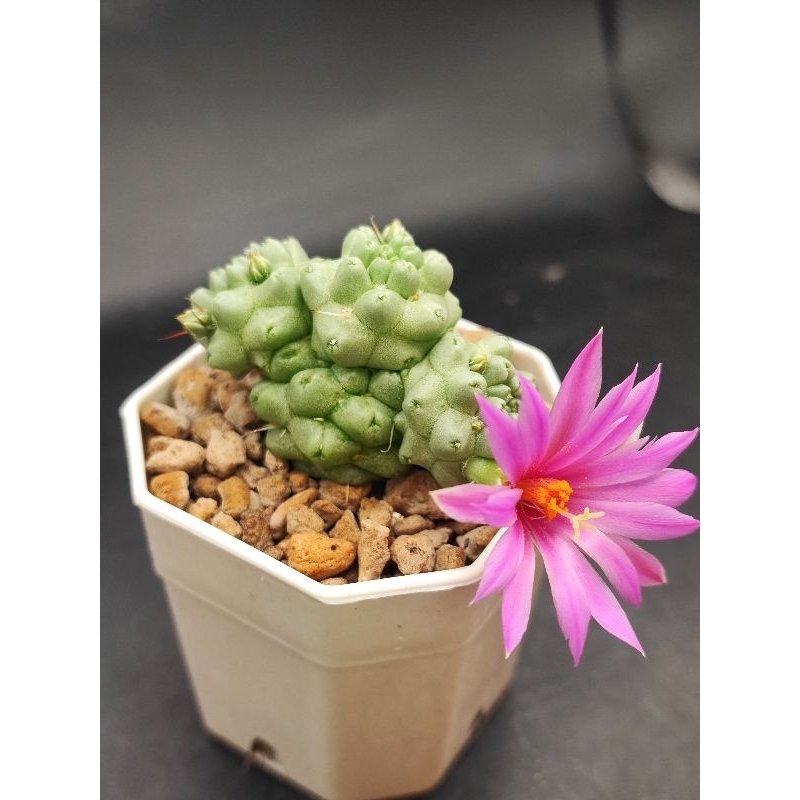 🌺ชูแมนไร้หนาม🌺 หรือ 🌷mammillaria schumannii inermis🌷  ในกระถาง2 นิ้ว🌵