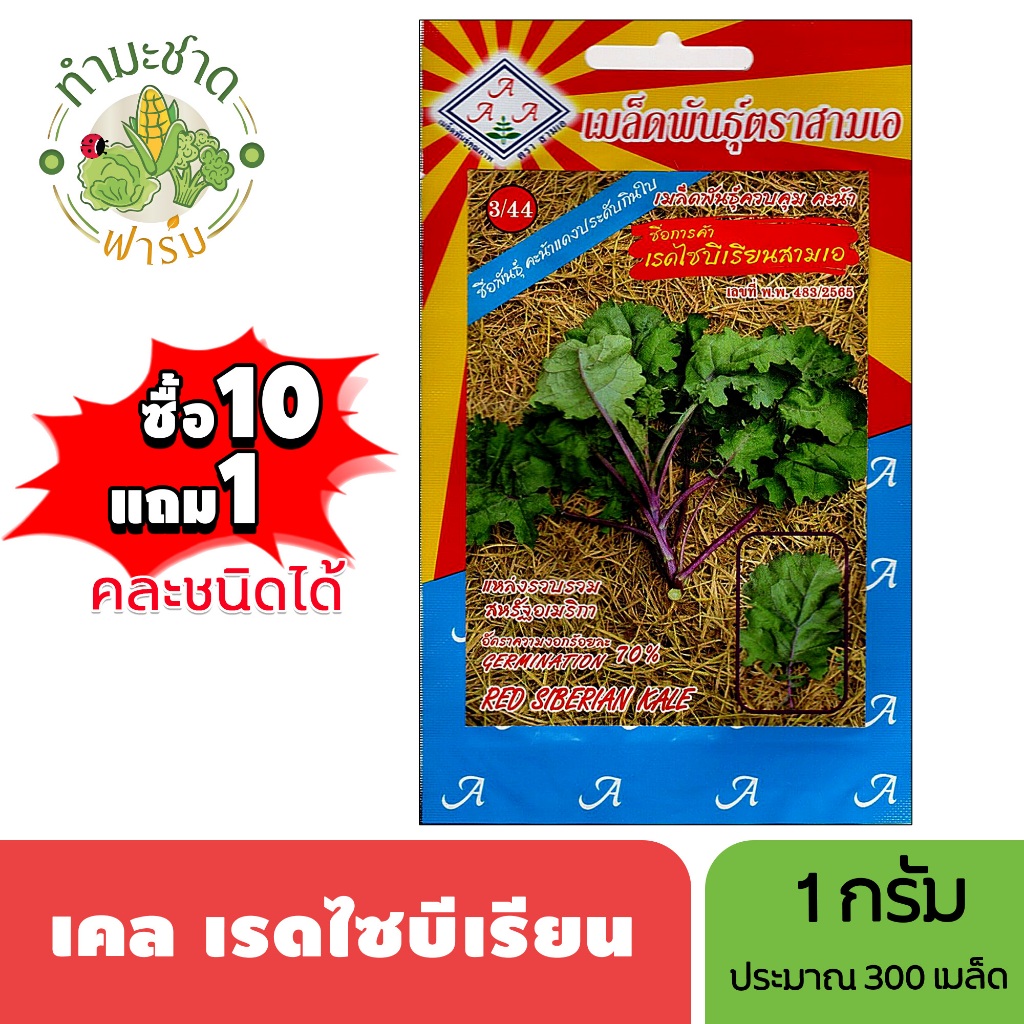 3A (ซื้อ10แถม1) เมล็ดพันธุ์ เคล เรดไซบีเรียน ขนาด1กรัม ประมาณ300เมล็ด RED SIBERIAN KALE คะน้าเคล เคล