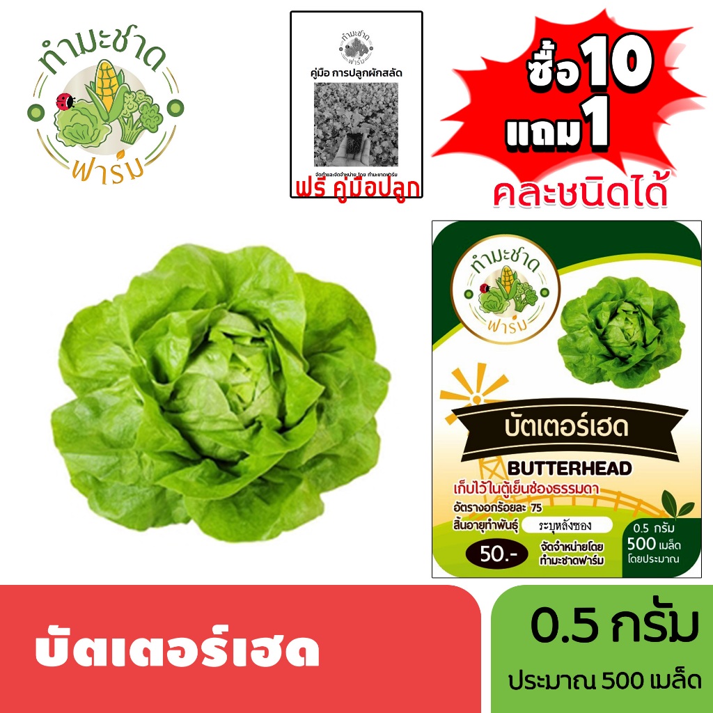 ทำมะชาดฟาร์ม (ซื้อ10แถม1) เมล็ดพันธุ์ บัตเตอร์เฮด ขนาด0.5กรัม ประมาณ500เมล็ด BUTTERHEAD ผักสลัด เมล็ดพันธุ์พืช เมล็ดผัก