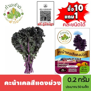 ทำมะชาดฟาร์ม (ซื้อ10แถม1) เมล็ดพันธุ์ คะน้าเคลสีแดงม่วง ขนาด…