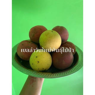มะริดไทย ไม้ป่าหายาก ขั้นต่ำ5ต้น