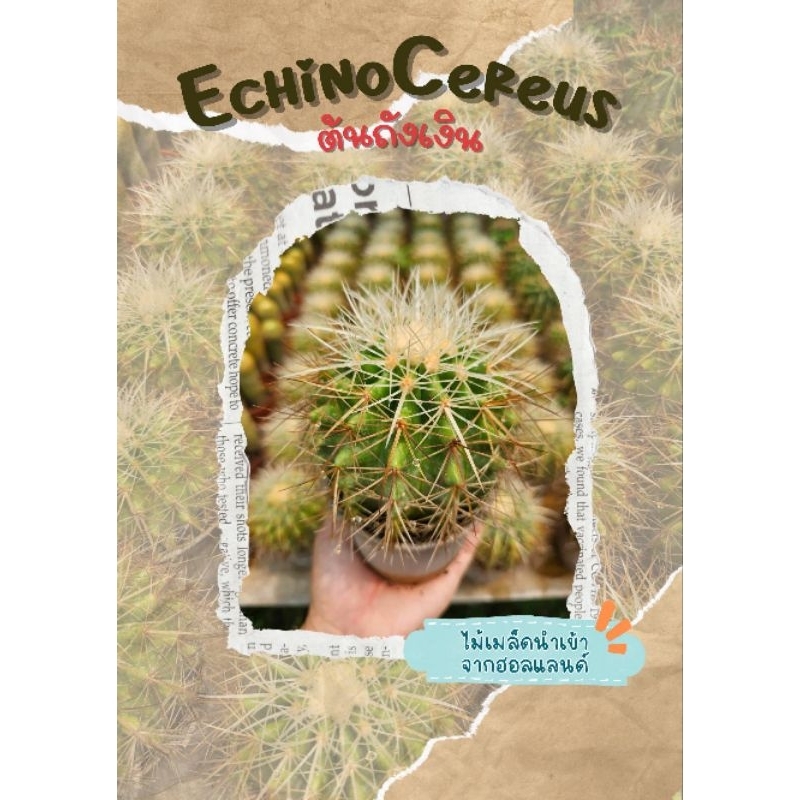 ถังเงิน Echinocereus (ไม้เมล็ดฮอลแลนด์)