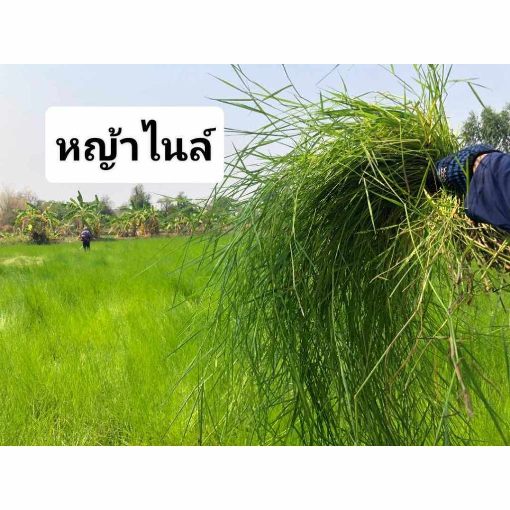 ท่อนพันธุ์หญ้าไนล์9กิโล หญ้าไนล์สำหรับปลูก หญ้าไนล์ หญ้าเลี้ยงสัตว์