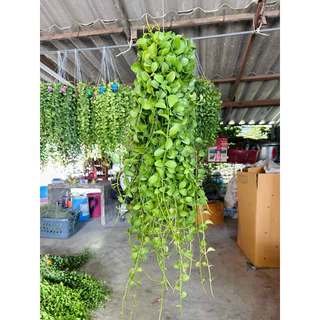 (สินค้าพรีออเดอร์) เดฟพาดเขียวจัมโบ้ พวงใหญ่ (ยาว45-50 เซน) *กดสั่งสูงสุดได้10 พวงต่อครั้งนะคะ*