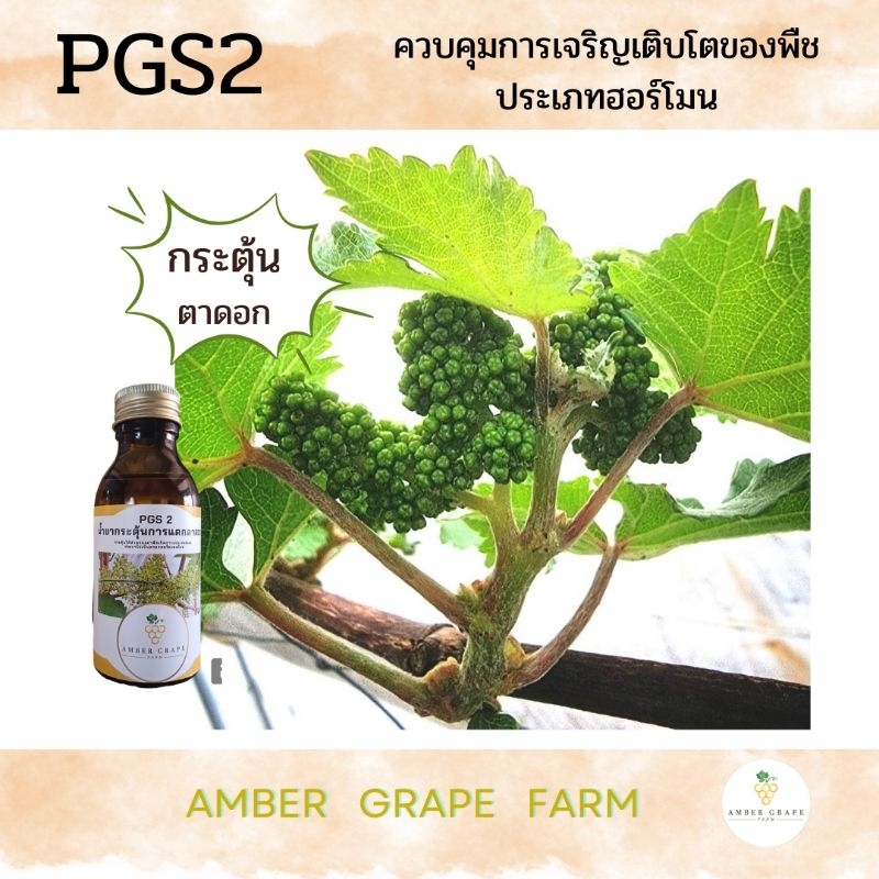 Amber grape Farm สารกระตุ้นการแตกตาดอก PGS2   ฮอร์โมนกระตุ้นตาดอก  (สำหรับต้นองุ่น และไม้ผล) ใช้แทนสารดอแม็กซ์