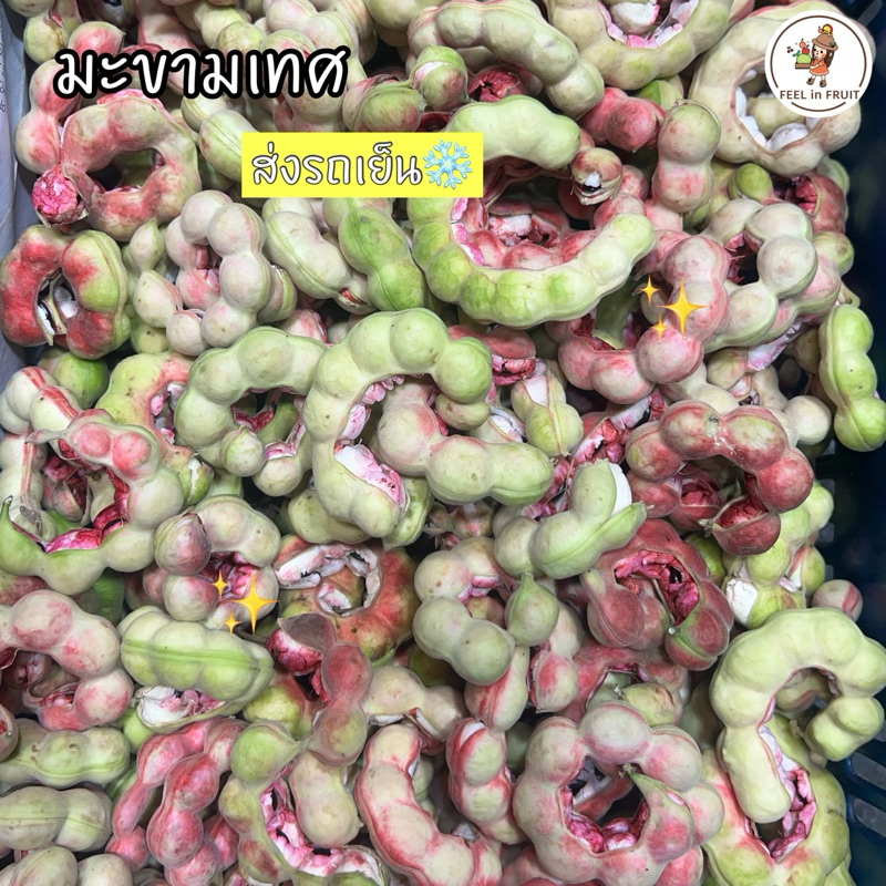 ส่งด่วน!🛵 มะขามเทศ อร่อยๆ❤️ (2 กิโล) ฝักใหญ่ หวานมัน!