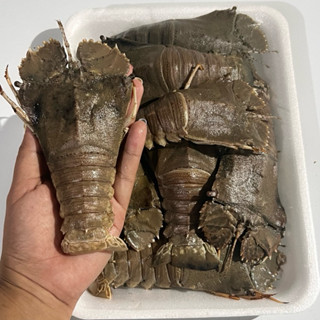 กั้งกระดาน 10-15 ตัว เนื้อหวาน อร่อย แพ็ค 1000 กรัม ‼️ฟรีโฟม…