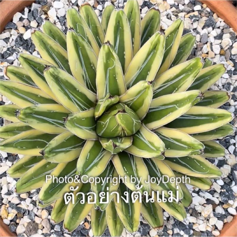 Agave Victoriae Reginae Ceam Compact วิคตอเรีย ขายกระถางละ 135 บาท