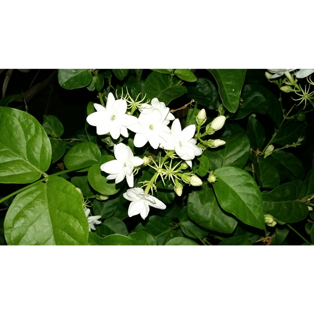 ต้นมะลิลา Jasmine  ดอกสีขาวหอม   พร้อมปลูกในถุงดำ 39 บาท
