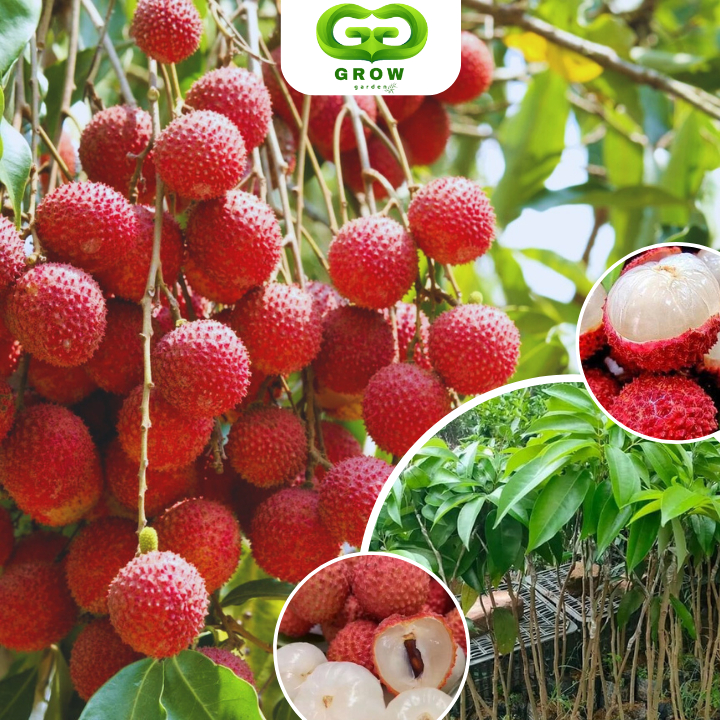 ต้นลิ้นจี่เวียดนาม ต้นกล้าเสียบยอด สูง 60-80ซม. ให้ผลผลิตสูง, เนื้อหนา, เมล็ดเล็ก, รสหวาน