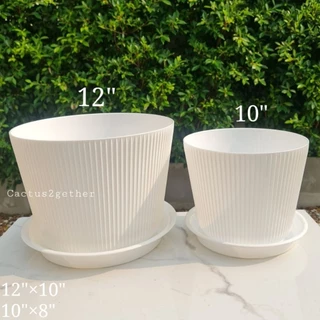 กระถางลายลอนขนาดใหญ่ขนาด12"/10"(พร้อมจานรอง)