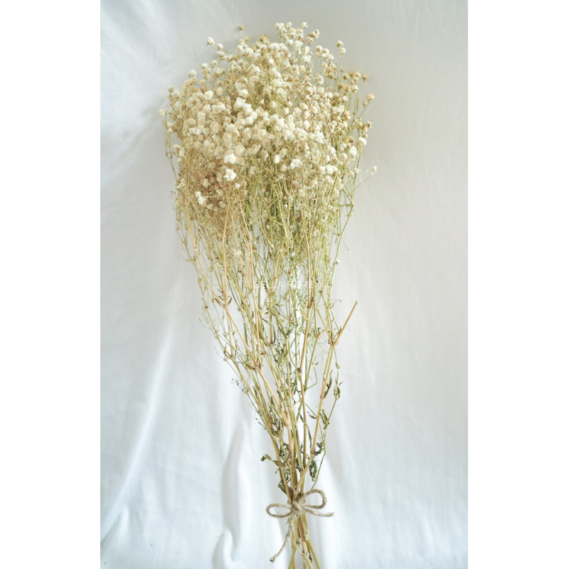 ดอกไม้แห้ง ดอกยิปโซ ราคาพิเศษ กำละ 50 บาท สินค้าพร้อมส่งจาก กทมเลยค่ะ