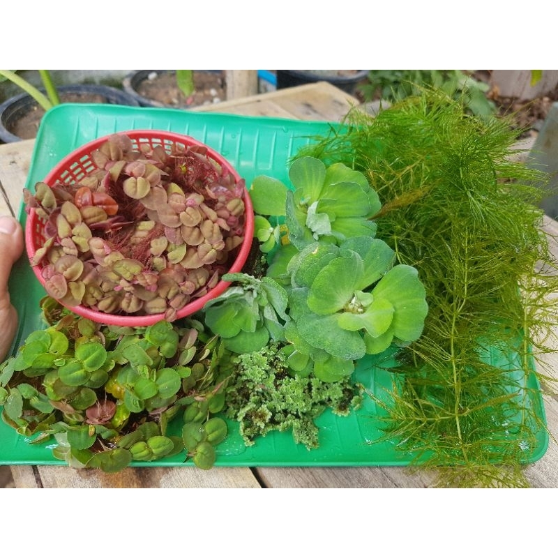 พืชน้ำรวมสำหรับอ่างปลาตู้ปลาสวยงาม1ชุดมี4ชนิด จอกแดงญี่ปุ่น แหนแดง จอกกุหลาบ พุงชะโด