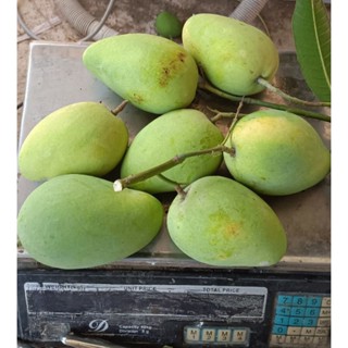 มะม่วงแขกขายตึก เก็บแก่ๆ หัวเหลือง (ได้รับเร็วอาจยังไม่ลืมต้…