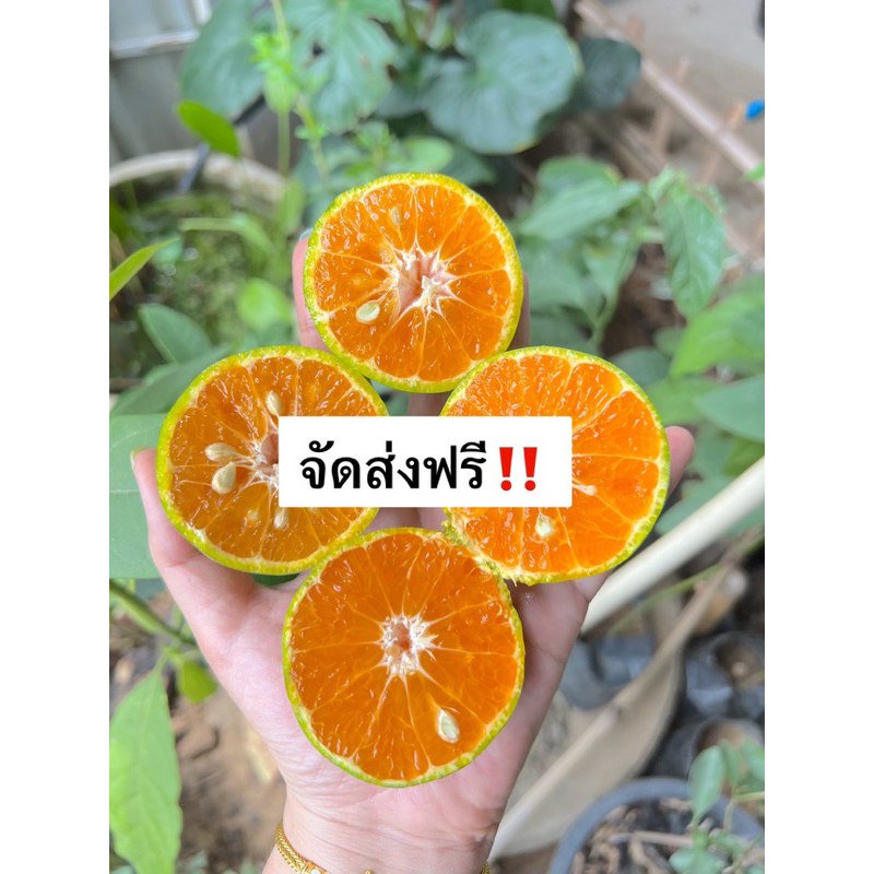 ส้มสายน้ำผึ้ง อำเภอฝาง (เบอร์ 4/5 กก) ส่งฟรี