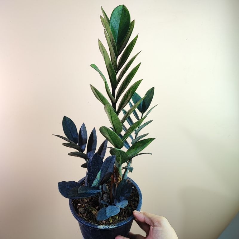 กวักดำ Black ZZ Plant กระถาง4“ ฟอร์มกอ กวักนิล กวักมรกต ต้นกวักดำ กวักมรกตดำ