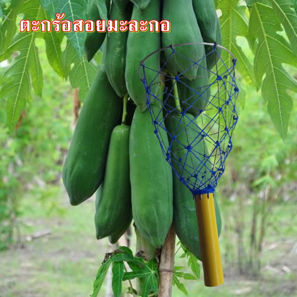 ที่สอยมะละกอต่อด้ามสอยมะละกอต้นสูงๆได้