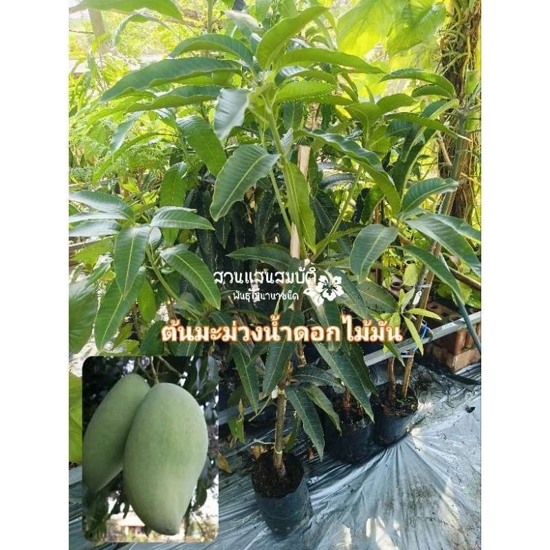 ต้นมะม่วงน้ำดอกไม้มัน ขนาดต้นสูง 80-150 เซนติเมตร