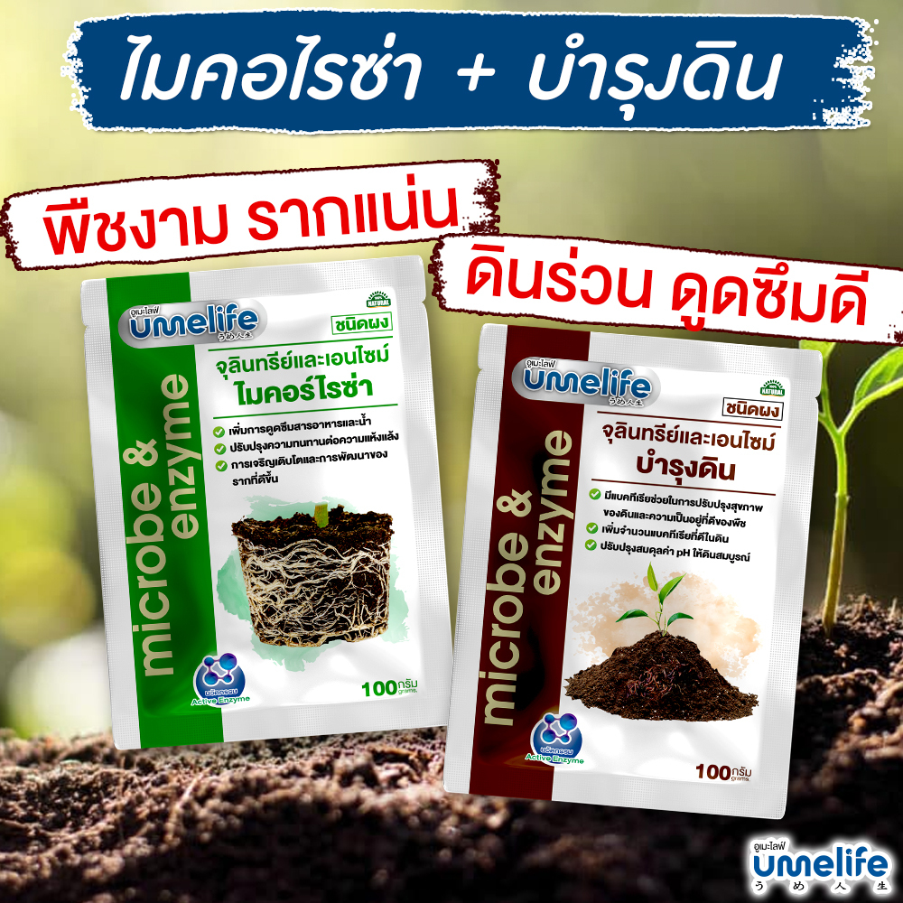 อูเมะไลฟ์ ไมคอร์ไรซ่า + บำรุงดิน [1 แถม 1] จุลินทรีย์ เร่งราก ระเบิดราก รากแน่น ปรับสภาพดิน ดินร่วน