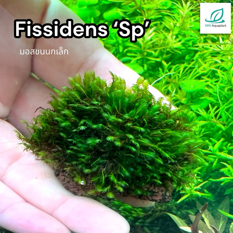 Fissident ‘sp มอสขนนกเล็กพันหิน สำหรับตกแต่งตู้ไม้น้ำ ตู้ปลา