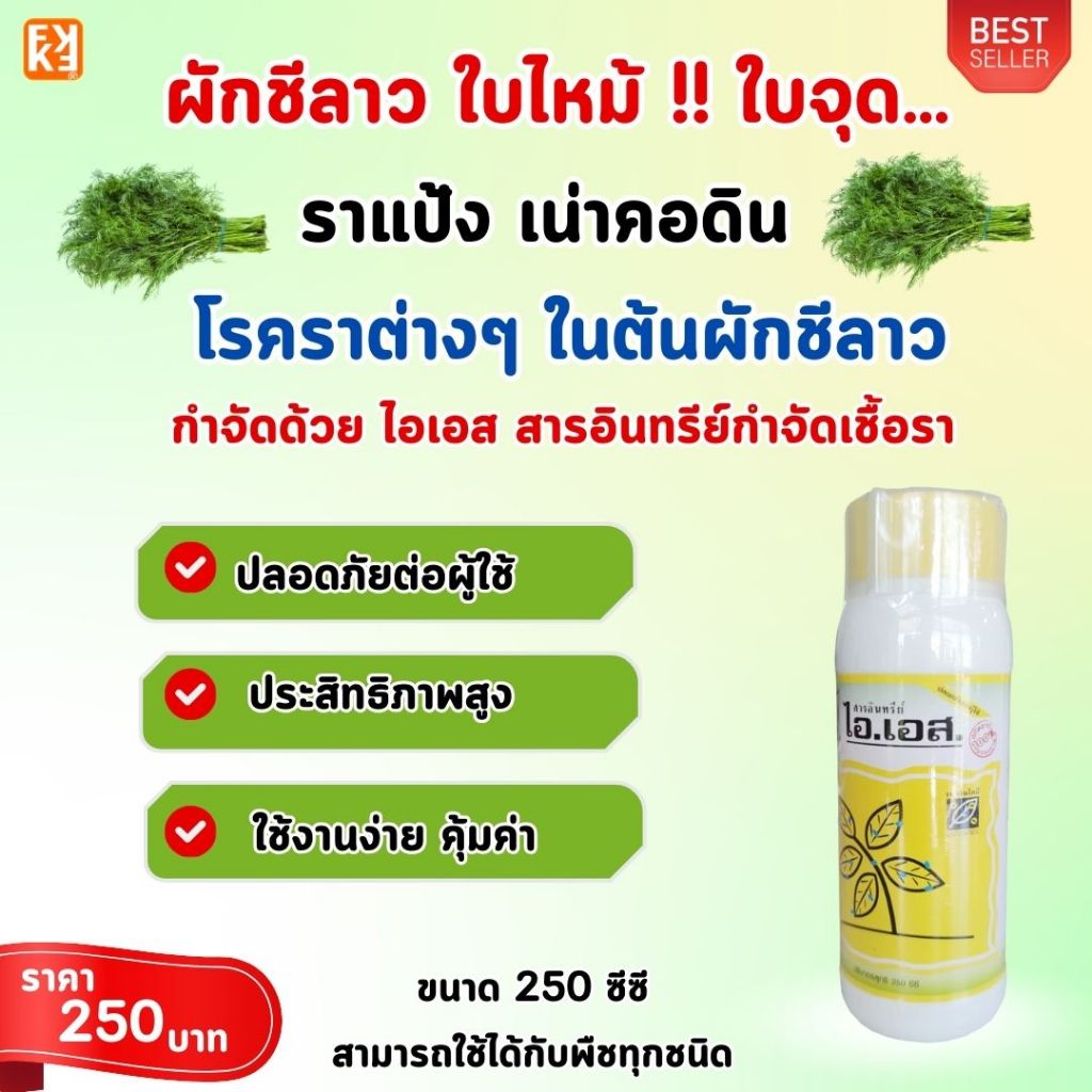 ผักชีลาว ใบไหม้ ใบจุด ราแป้ง เน่าคอดิน รากเน่า โรคราต่างๆ ในต้นกระเพรา ป้องกันกำจัดด้วย ไอเอส และเร่งฟื้นฟู ด้วย FK-T