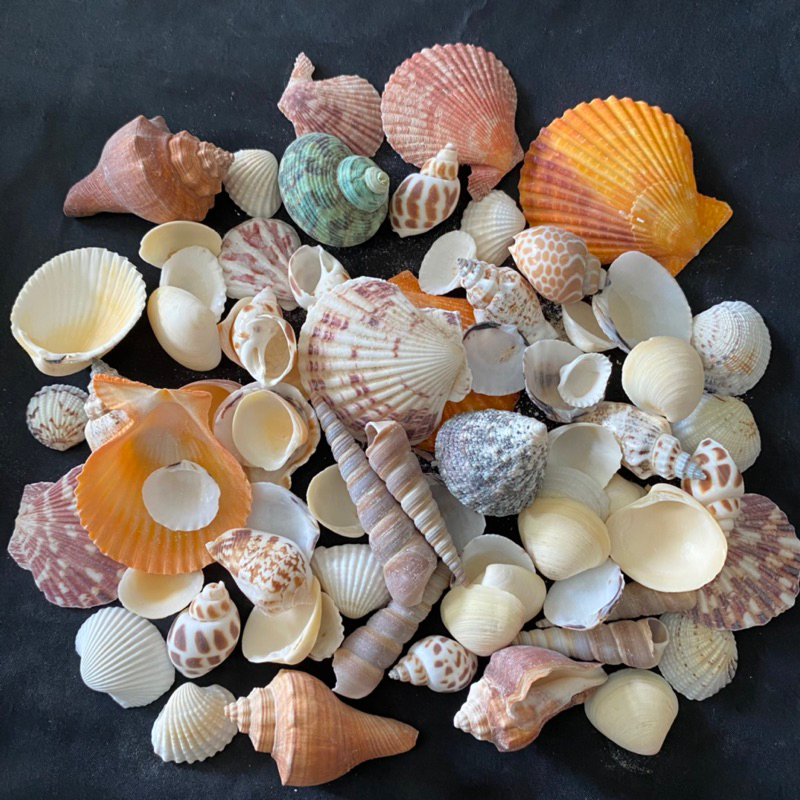 เปลือกหอยธรรมชาติและหอยสังข์ 250g MIX SEASHELLS หลากหลายชนิด ใช้สำหรับงานฝีมือเปลือกหอยตกแต่งตู้ปลา