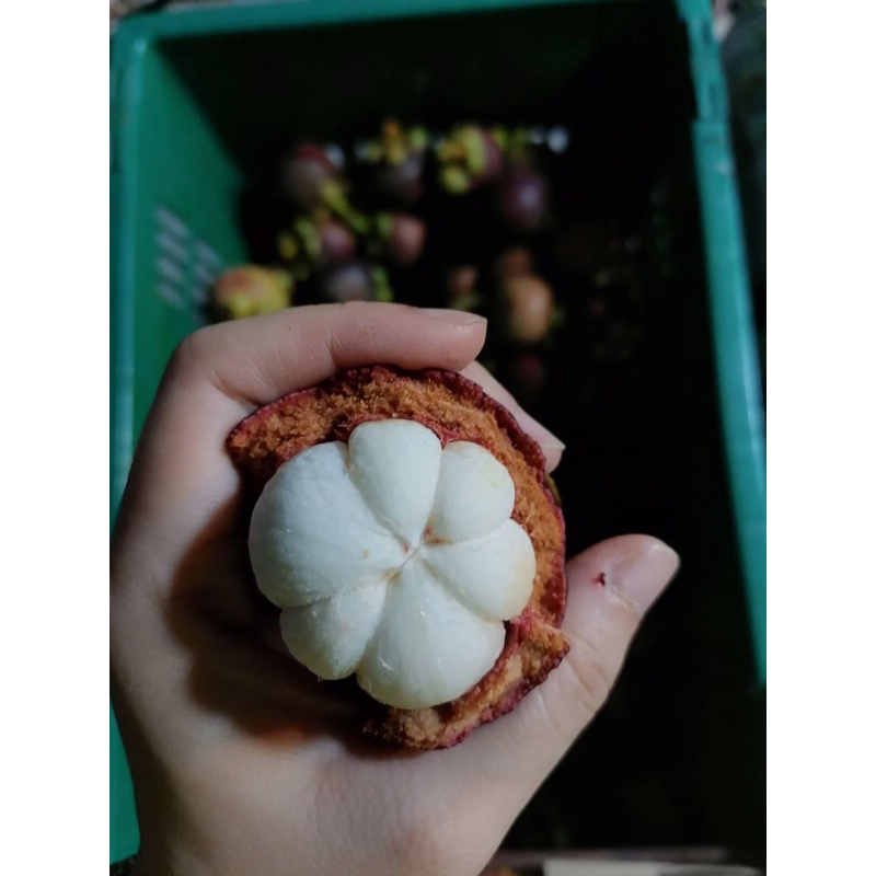 มังคุดออแกนิค Rayong organic mangosteen