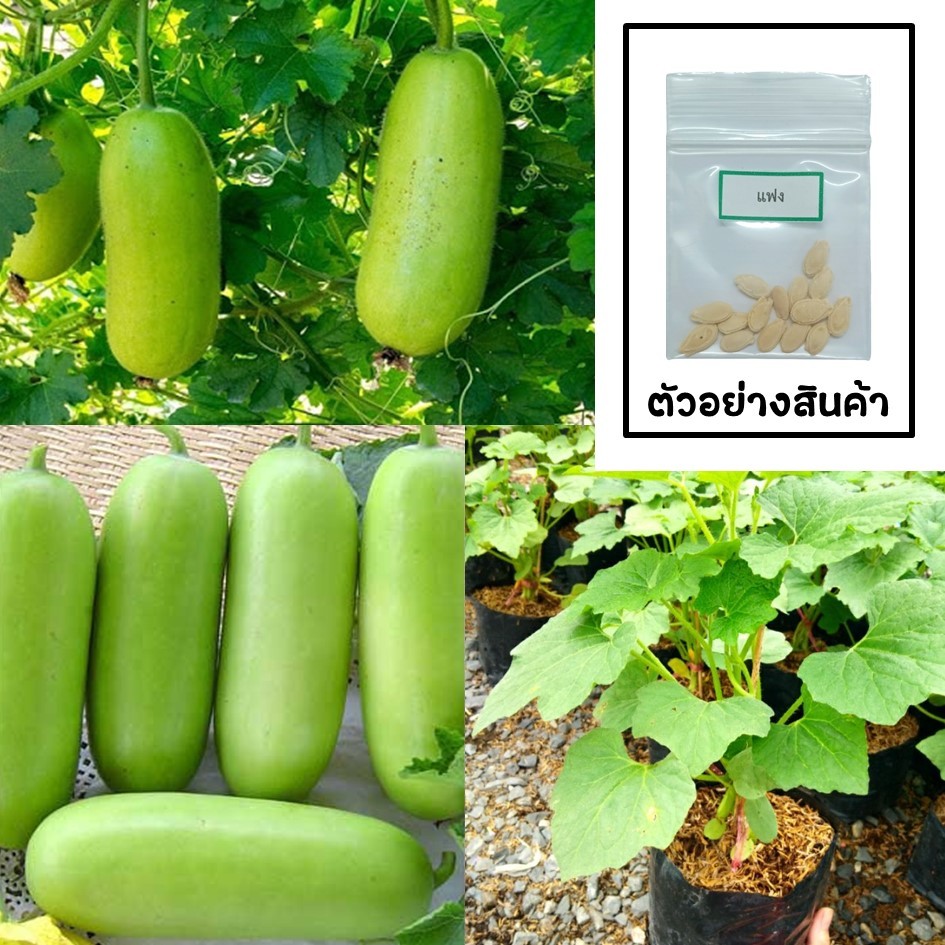 เมล็ดแฟง 15 เมล็ด 🌱 ซื้อ 10 แถม 2 คละได้ 💥 เลือกของแถมได้ คิดถึงเมล็ดผัก คิดถึง skinsun