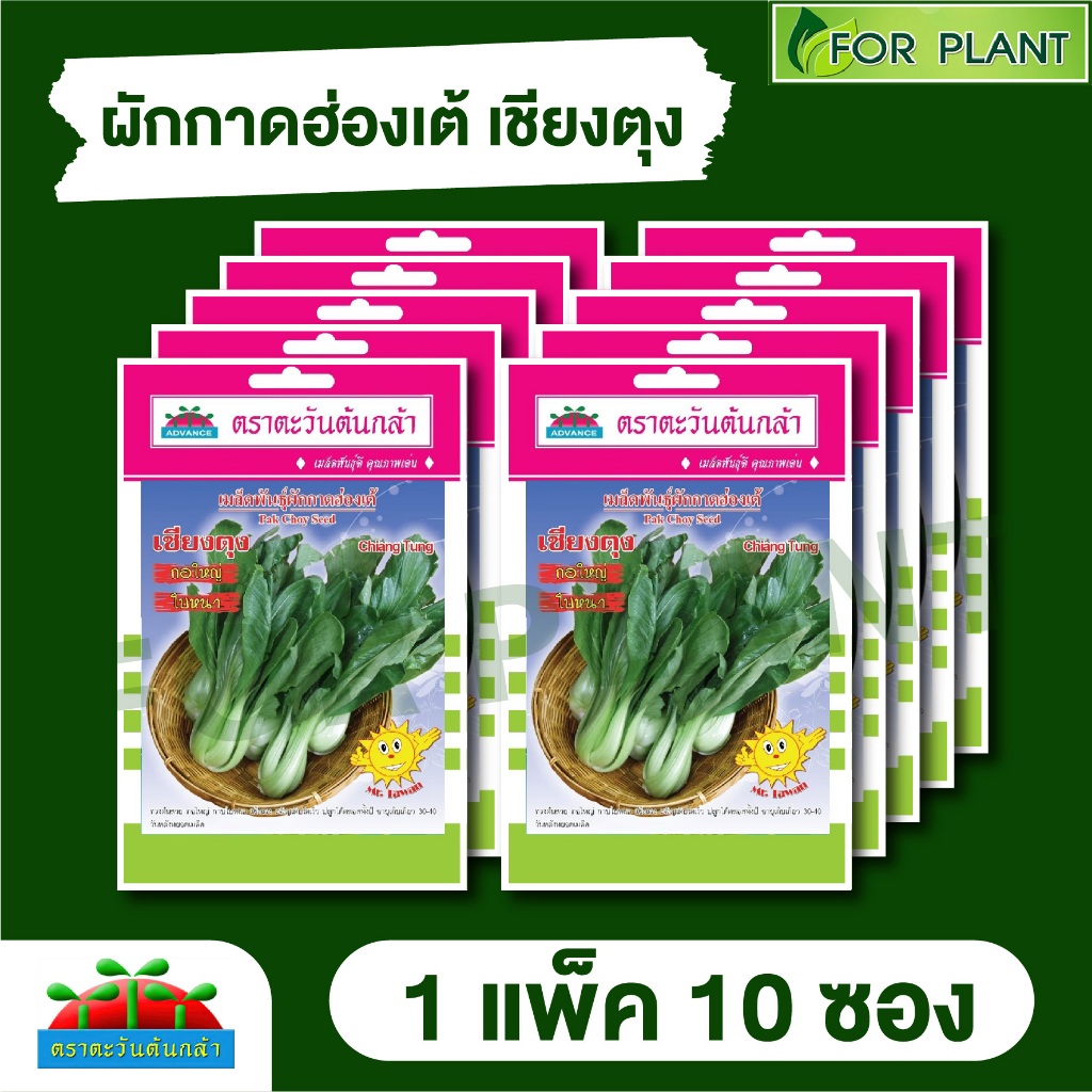 เมล็ดพันธุ์ ผักซอง ผักกาดฮ่องเต้ เชียงตุง ตะวันต้นกล้า SP บรรจุแพคล่ะ 10 ซอง ราคา 64 บาท