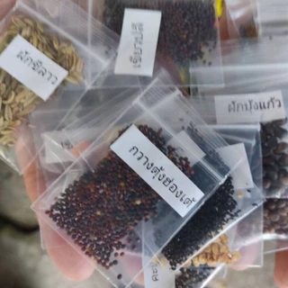เมล็ดมะเขือเปราะม่วง เมล็ดผักสวนครัว 10 แถม 1