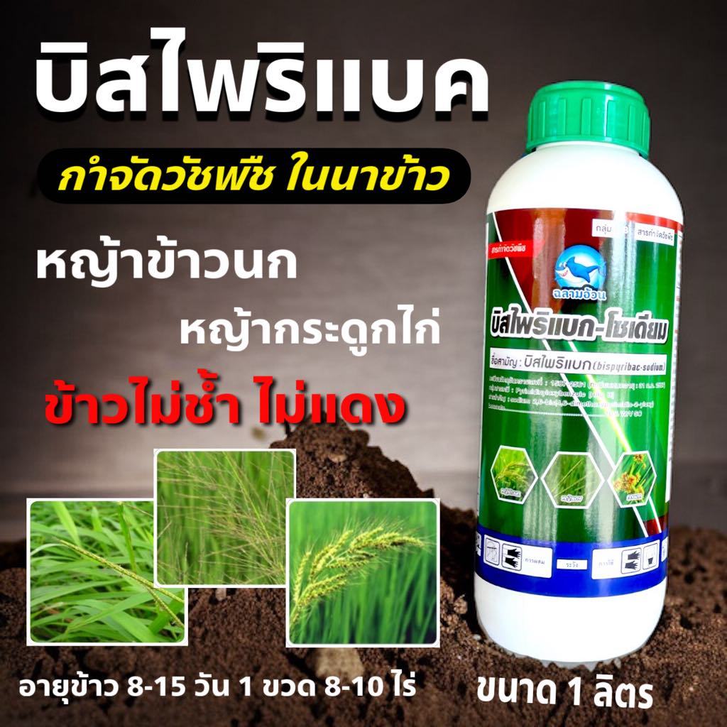 บีสวีด 1 ลิตร🛑🛑 บิสไพริแบคโซเดียม บิสโต้ 200 🛑  บีสโต้ กำจัดวัชพืช หญ้าข้าวนก หญ้าดอกขาว หญ้ากระดูกไก่