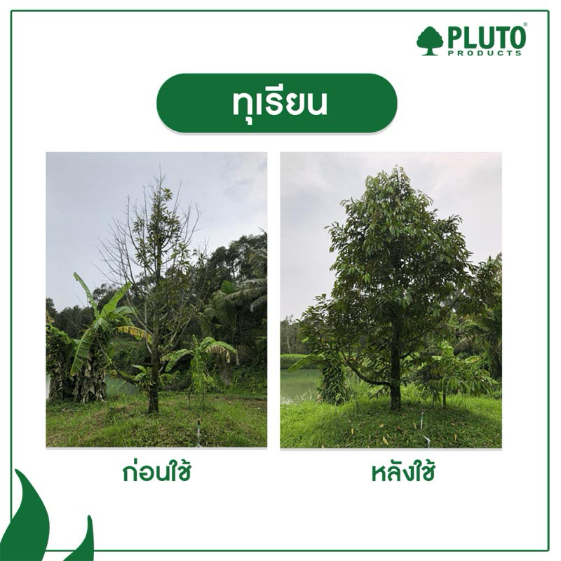 พลูโต ไบโอกรีน ขนาด 2.5 กรัม 10 เม็ด Pluto Biogreen ราคา ถูกที่สุด ดีลบีเคเค แกลเลอรีภาพที่ 3