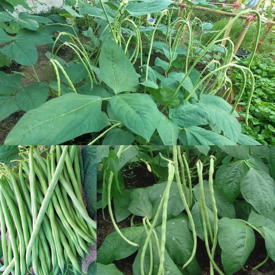 เมล็ดถั่วพุ่ม 10 เมล็ด 🌱 ซื้อ 10 แถม 2 คละได้ 💥 เลือกของแถมได้ คิดถึงเมล็ดผัก คิดถึง skinsun