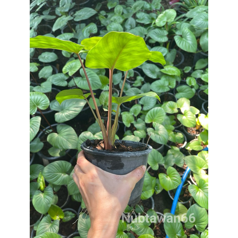 เสน่ห์จันทร์โกเมน กระถาง 5.5 นิ้ว ส่งถอดกระถาง เก็บโค้ดส่งฟรี