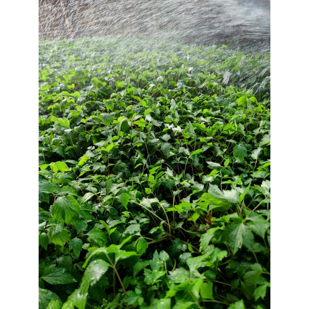 จิงจูฉ่ายออร์แกนิก 100% สดใหม่จากสวน ปลอดสารเคมี ปลูกด้วยใจมากกว่า 7 ปี - รูปที่ 2