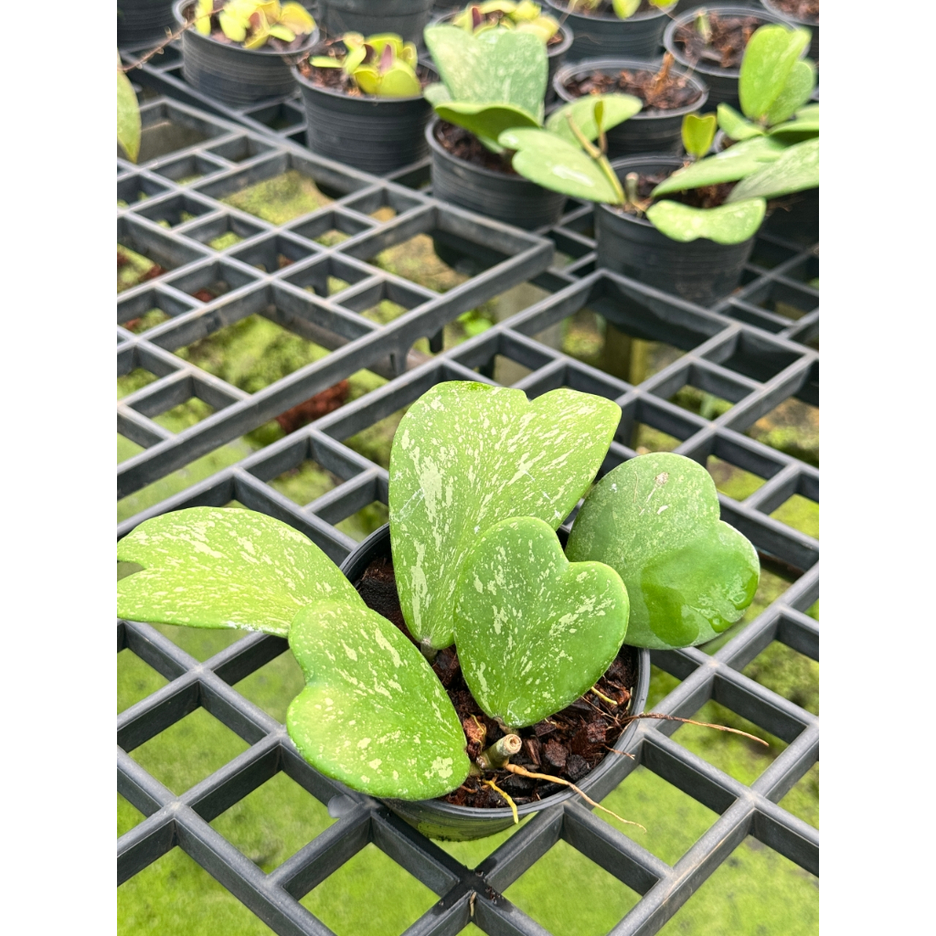 มุมมอง 2