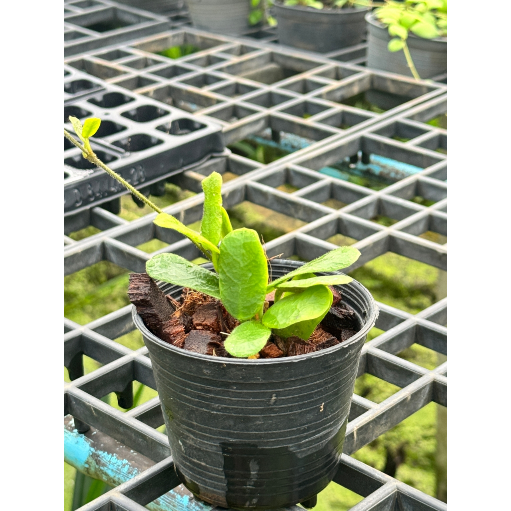 มุมมอง 2