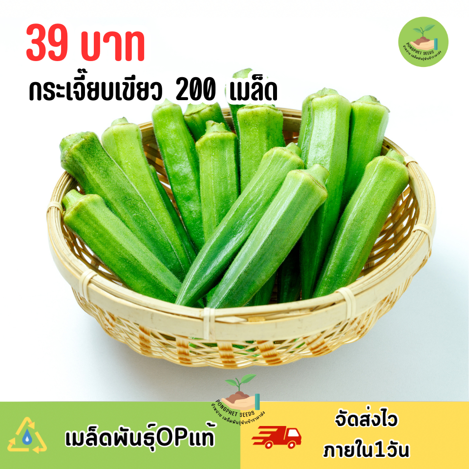 เมล็ดพันธุ์กระเจี๊ยบเขียว 200 เมล็ด