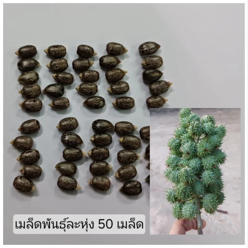เมล็ดพันธุ์ เมล็ดละหุ่ง 100 เมล็ด
