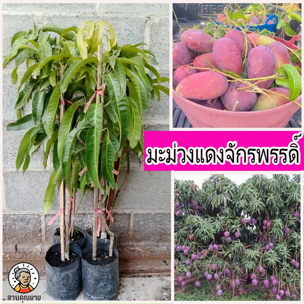 มะม่วงแดงจักรพรรดิ์ ขนาด 65-100 ซม.ไม่มีเสี้ยน รสชาติหวานหอม ผลดิบหรือห่ามจะหวานมันปนเปรี้ยวนิดๆ