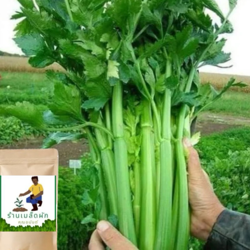 เมล็ดพันธุ์ขึ้นฉ่ายฝรั่ง(เซอเลอรี celery)ขึ้นฉ่าย 500 เมล็ด