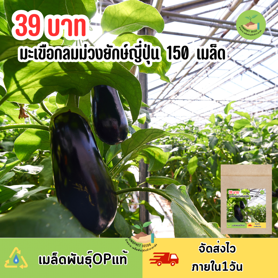 เมล็ดพันธุ์มะเขือม่วงยักษ์ญี่ปุ่น 150 เมล็ด