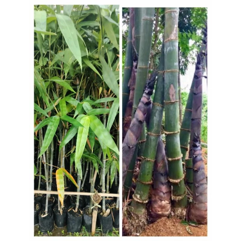 ต้นไผ่ยักษ์น่าน หน่อใหญ่มากหวาน ต้นพร้อมปลูก สูง80-100ซ.ม