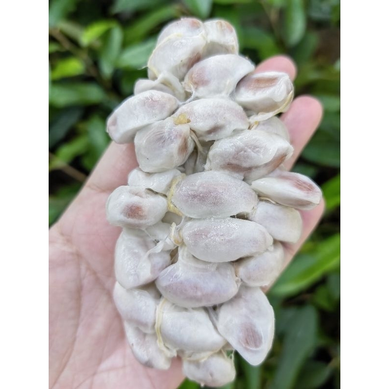 ต้นโกโก้​ พันธุ์​ชุมพร​1   ชุด12ต้น สูง​ 30ซม.โตไวพร้อมปลูก - รูปที่ 5