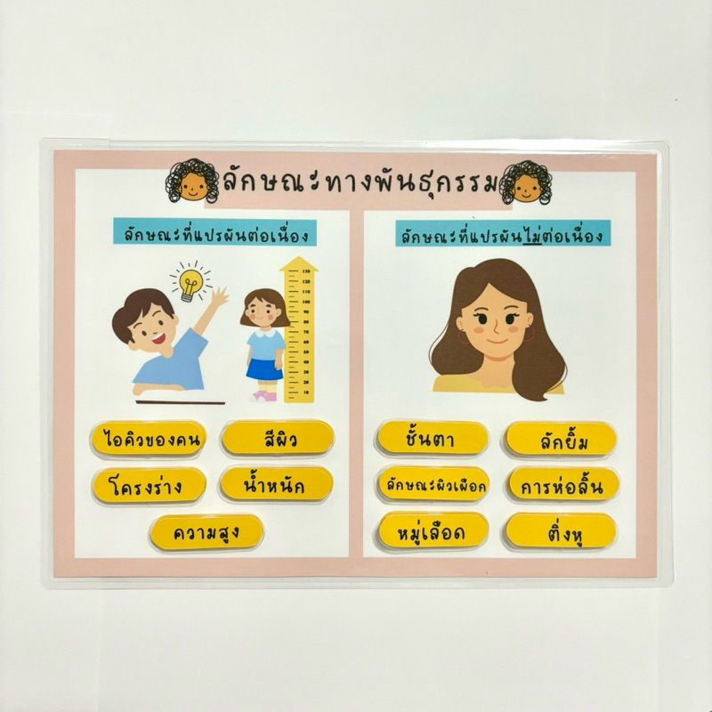 “ลักษณะทางพันธุกรรม”สื่อการสอนวิทยาศาสตร์