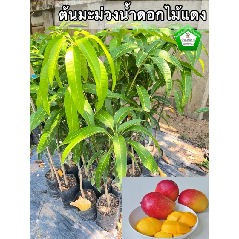 ต้นมะม่วงน้ำดอกไม้แดง เสียบยอด ต้นแข็งแรง ระหว่างขนส่งสินค้าเสียหาย ทางร้านรับผิดชอบทุกรณี