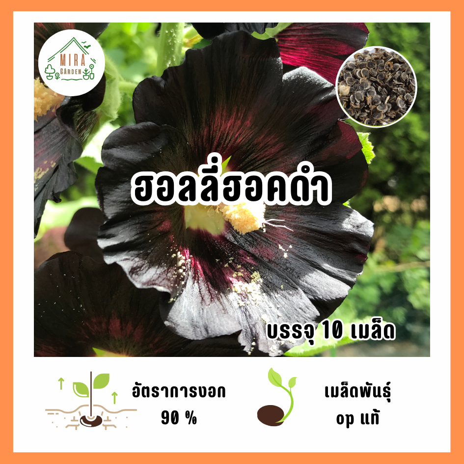 เมล็ดพันธุ์ ดอกฮอลลี่ฮอคสีดำ บรรจุ 10 เมล็ด